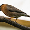 Brahminy Starling