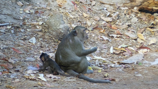 Monkey Morning in Cambodia 2016