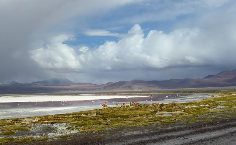 LAGUNAS DE COLORES:RESERVA NACIONAL DE FAUNA ANDINA EDUARDO AVAROA. BOLIVIA - CHILE: Atacama ( con extensión a Uyuni) y Carretera Austral (37)