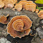 Turkey Tail