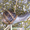 Caracol de jardín