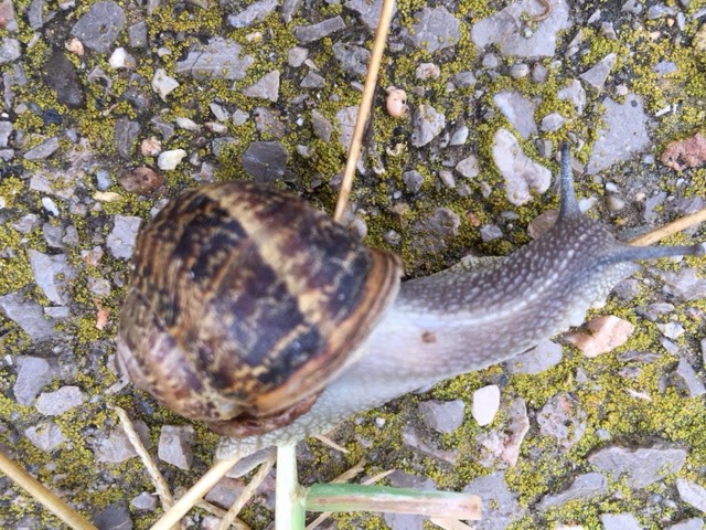 Caracol de jardín