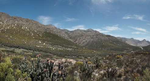 Königs-Proteen im Anstieg zum Swartberg Pass