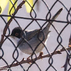 Sardinian Warbler; Curruca Cabicinegra