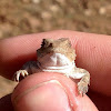 Greater Short-Horned Lizard - Female