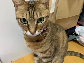 小さな恋のうた