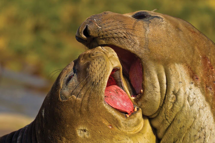 Southern elephant seal pups play in Gold Harbour on the island of South Georgia off South America. 
