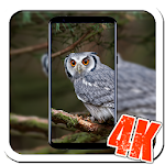 Cover Image of Download Animal Wallpaper 4K 1.0 APK