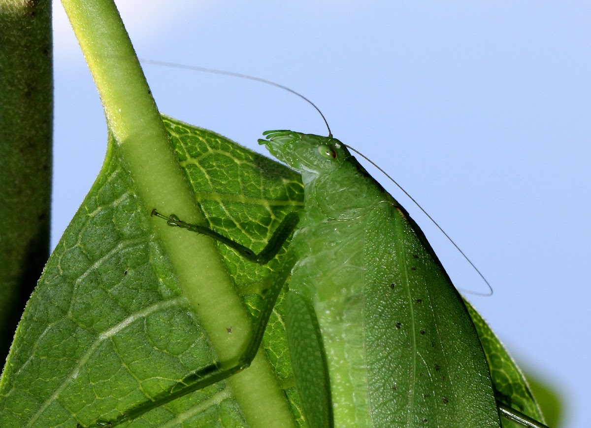 Greater Angle-wing Katydid