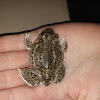 Plains Spadefoot