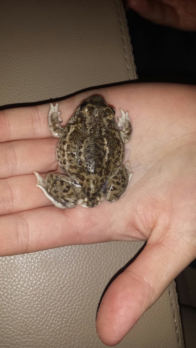 Plains Spadefoot