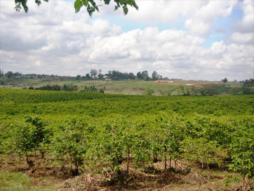 Coffee farm in Kisii.