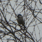 Coal Tit