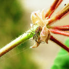 Lynx spider