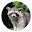 Raccoon New Tab Page HDPop Animals Theme