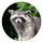 Raccoon New Tab Page HDPop Animals Theme