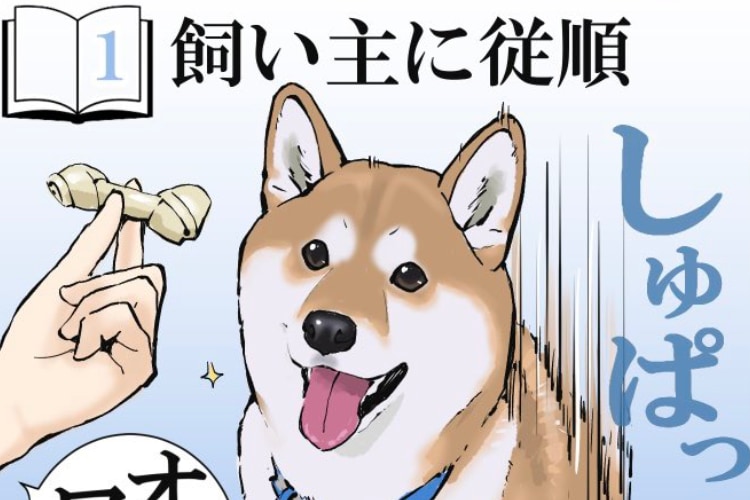 分かりみが深い 柴犬を実際に飼う前と後とでの認識の補正を描いたイラストに共感の嵐 Trill トリル