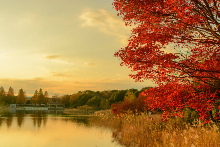 autumn leaves in tokyo