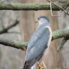 Cooper's Hawk