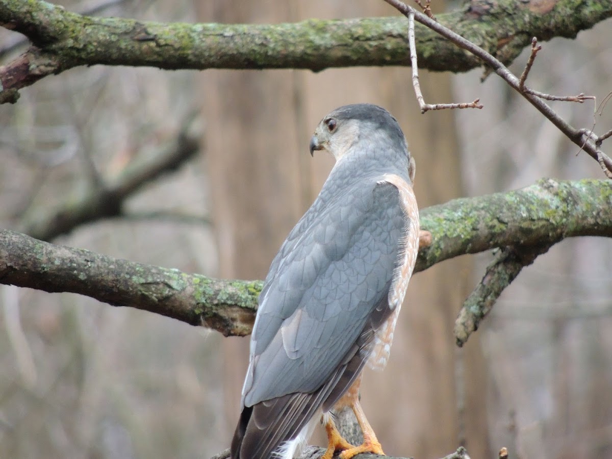 Cooper's Hawk