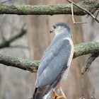 Cooper's Hawk