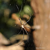 Giant Golden Orb Weaver