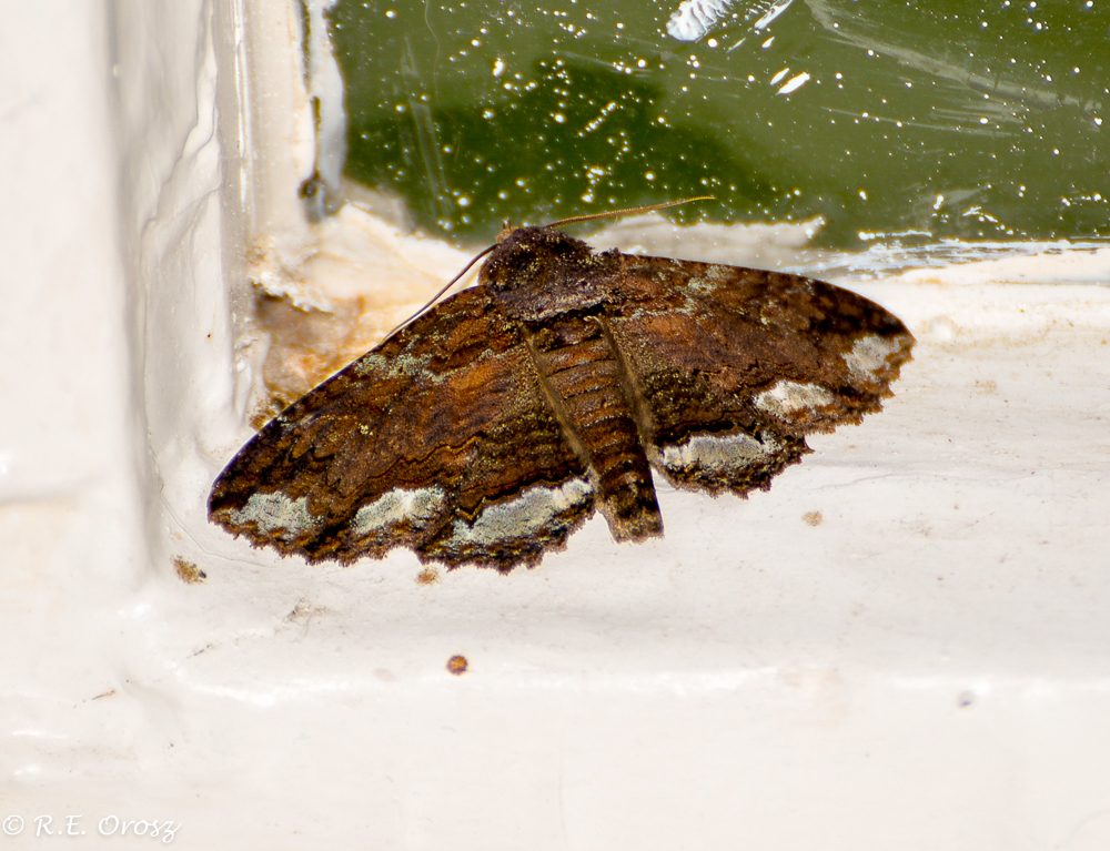 Lunate Zale Moth