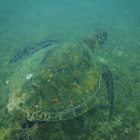 Green sea turtle