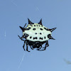 Spinybacked Orbweaver