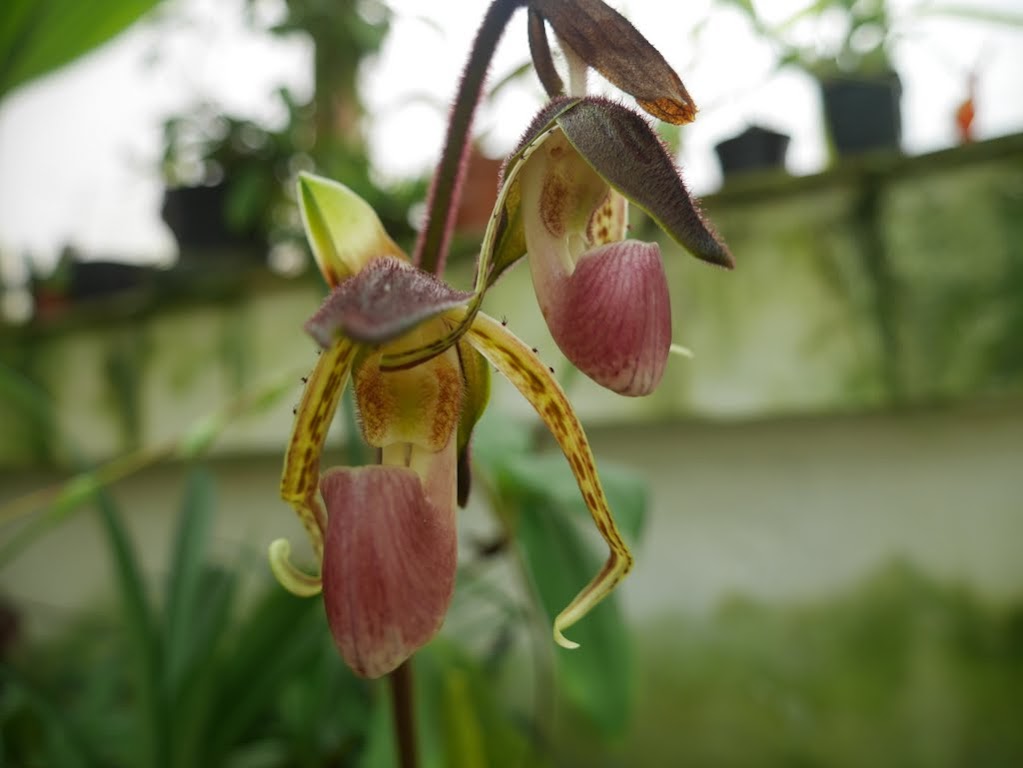 Paphiopedilum gigantifolium - Page 2 Fz6Kry-7mZQ9fu44MKw-g72Tu1KbCcMbBD8tUcvkVoIpQk-70MeD11xgbdn1Qt4PkSALk26bYiYWUw=w1366-h768-no