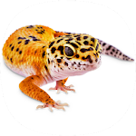 Cover Image of ดาวน์โหลด Gecko Sounds 1.0 APK