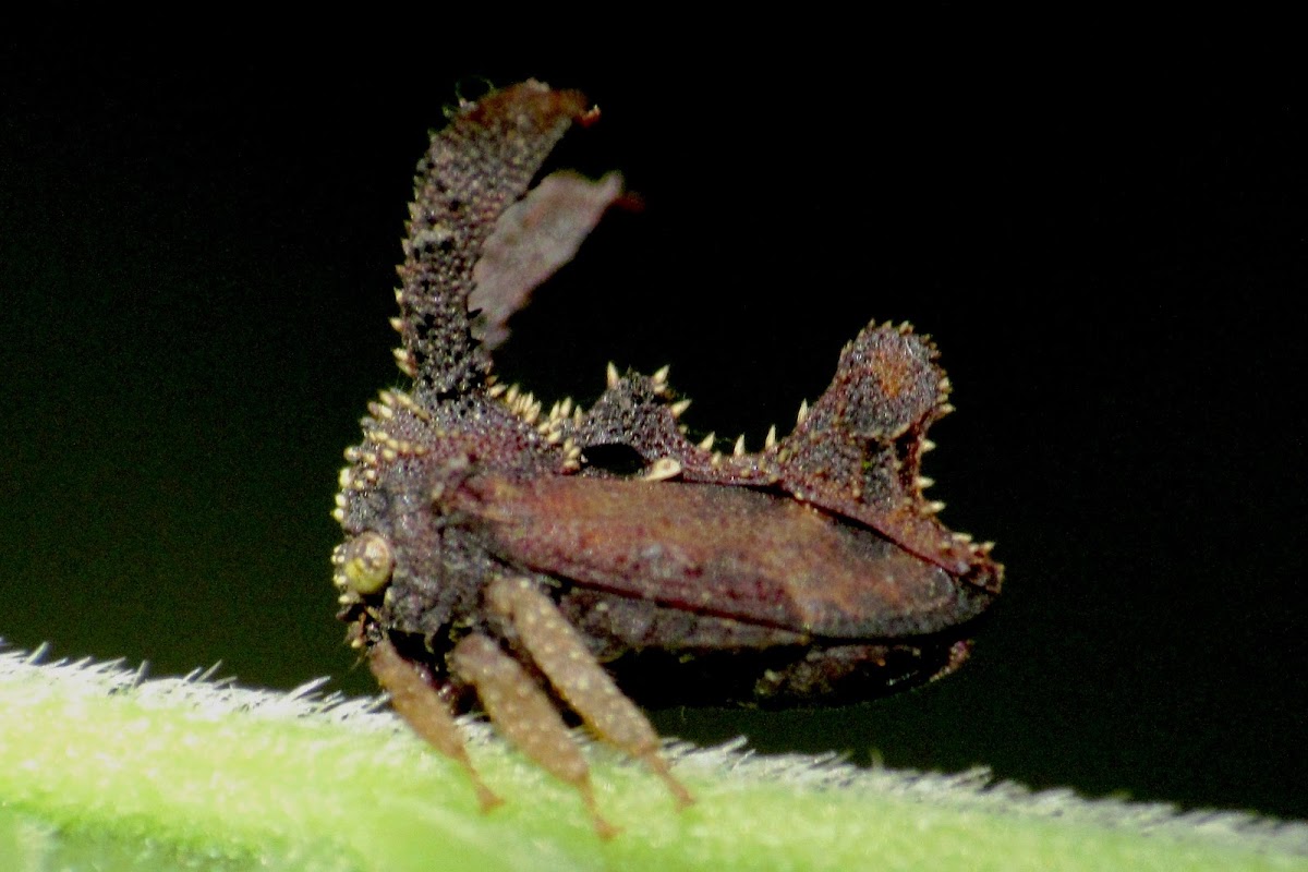 Treehopper