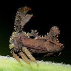 Treehopper