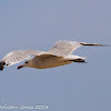 Audouin's Gull; Gaviota de Audouin