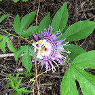 Purple Passionflower