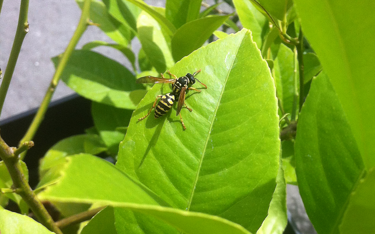 German wasp