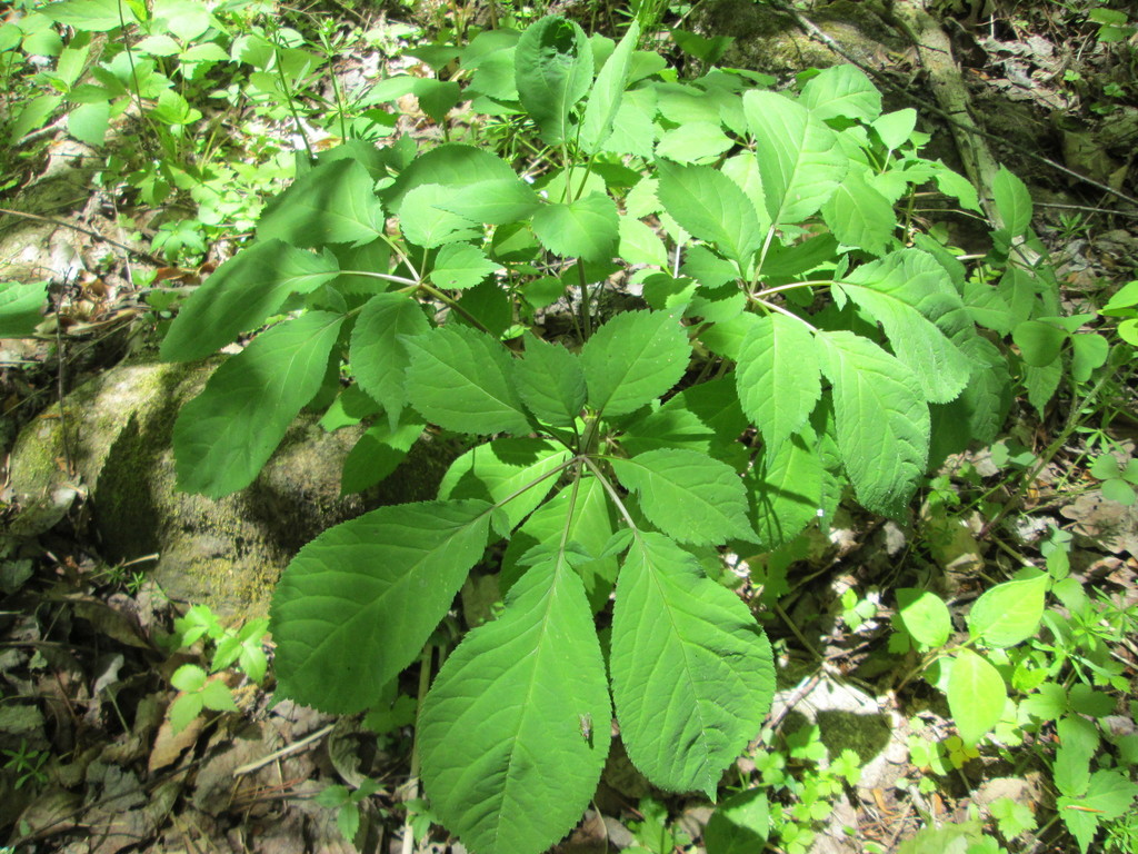 American Ginseng