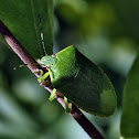 Green Stink Bug