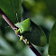 Green Stink Bug