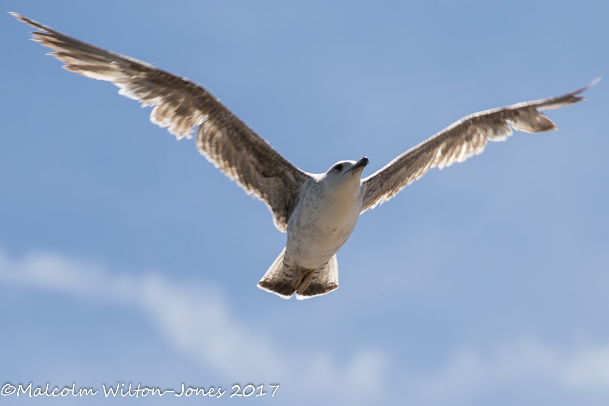 Immature Gull