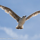 Immature Gull