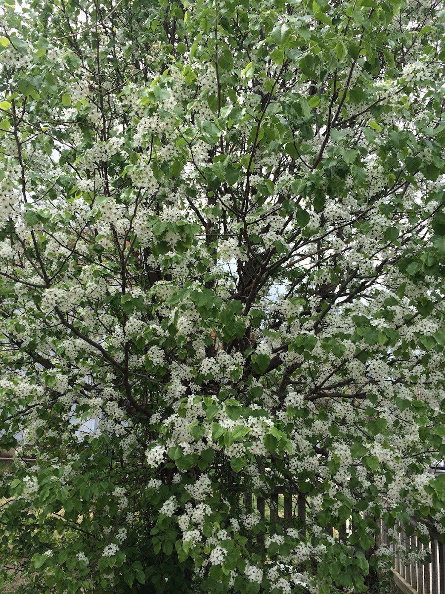 Bradford Pear Tree