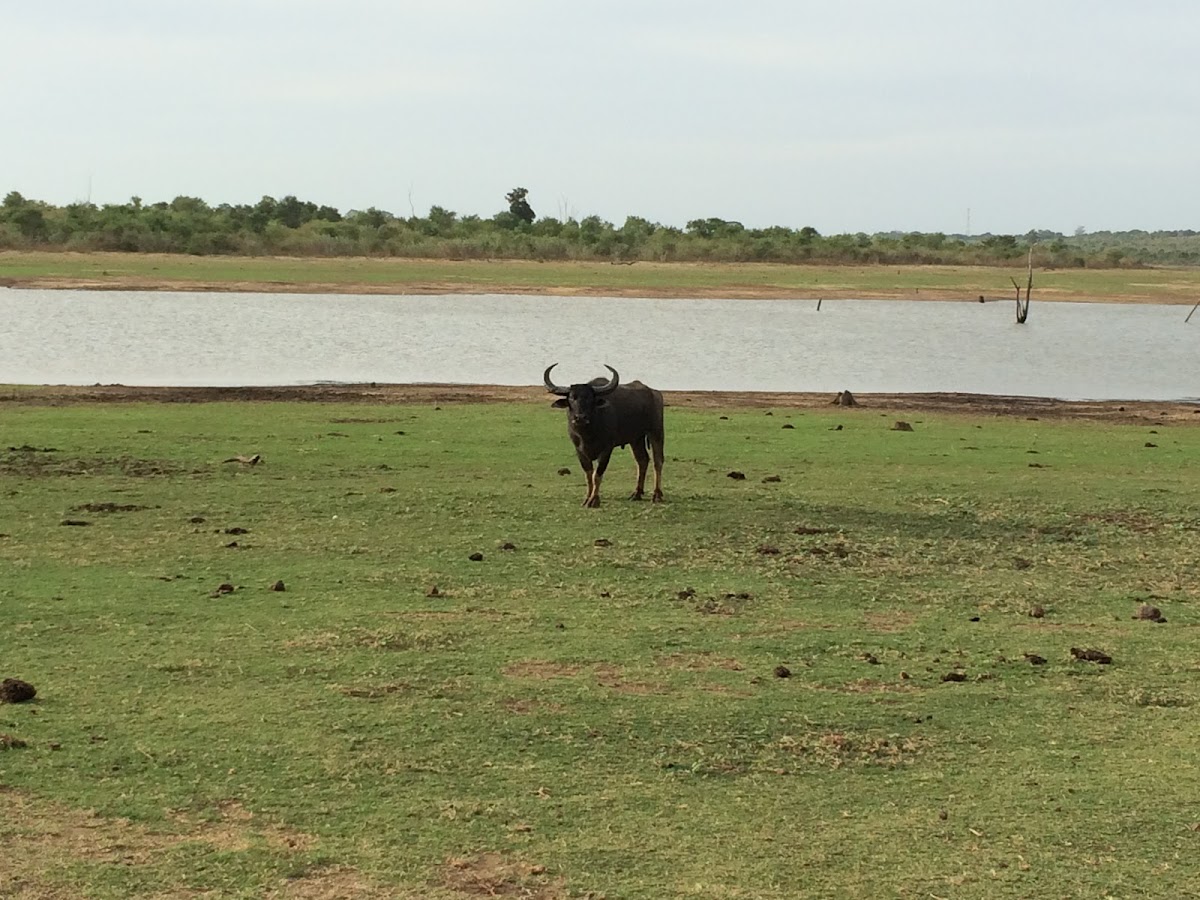 Water buffalo