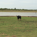 Water buffalo