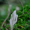 coral fungus