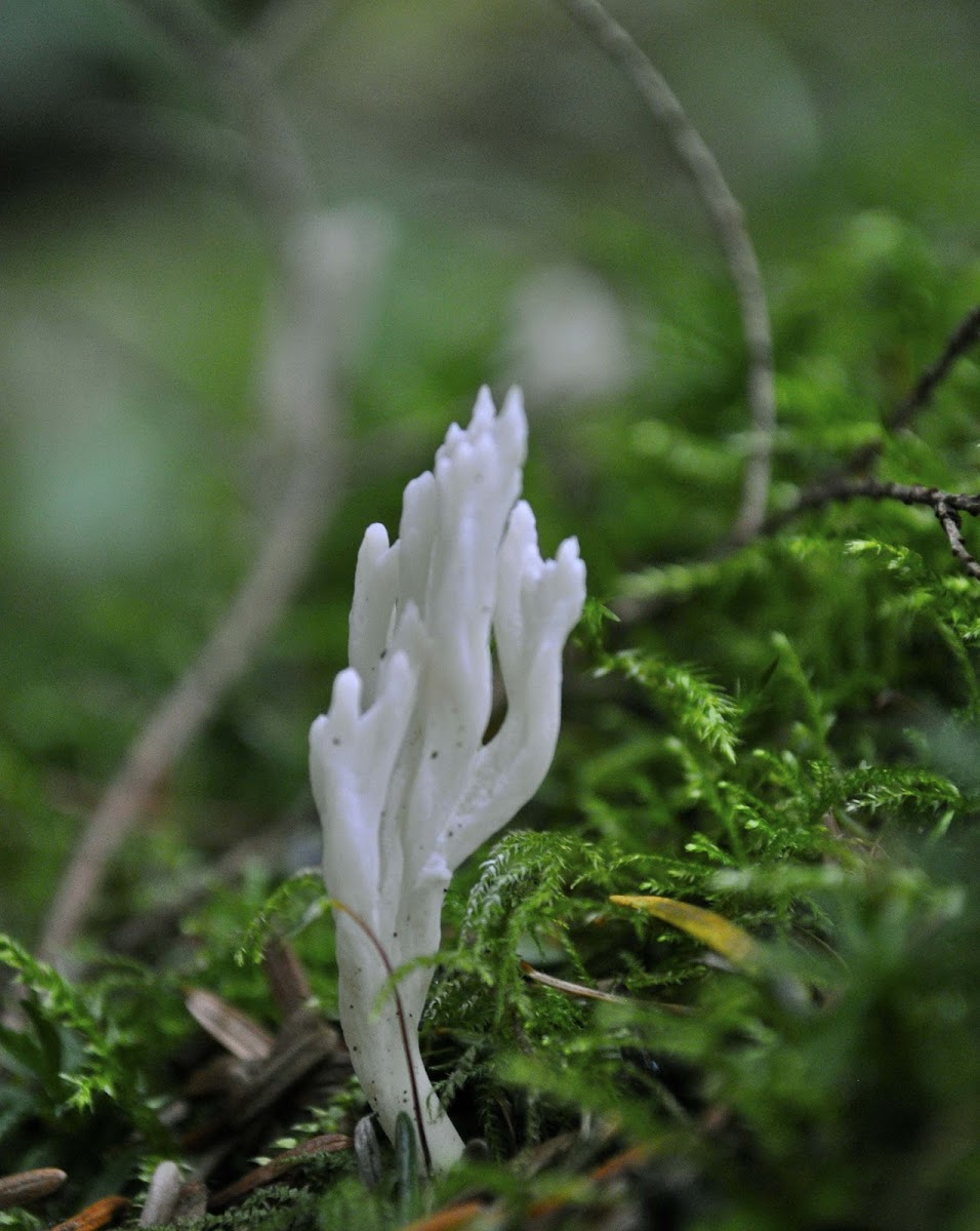 coral fungus