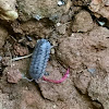 Roly-poly or pill bug