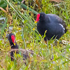 Eurasian common moorhen / swamp chicken / waterhen / marsh hen