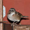 Rufous-collared Sparrow