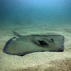 Diamond stingray